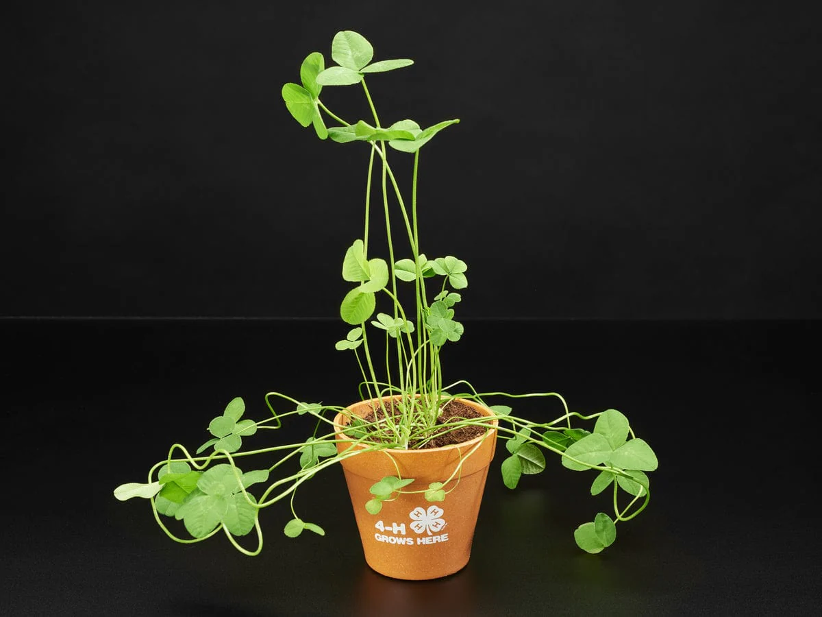 4-H Grow Your Own Clovers Kit [Discontinued] - Image 5